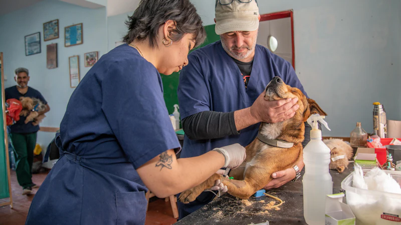 Veterinarians examining a dog at a clinic