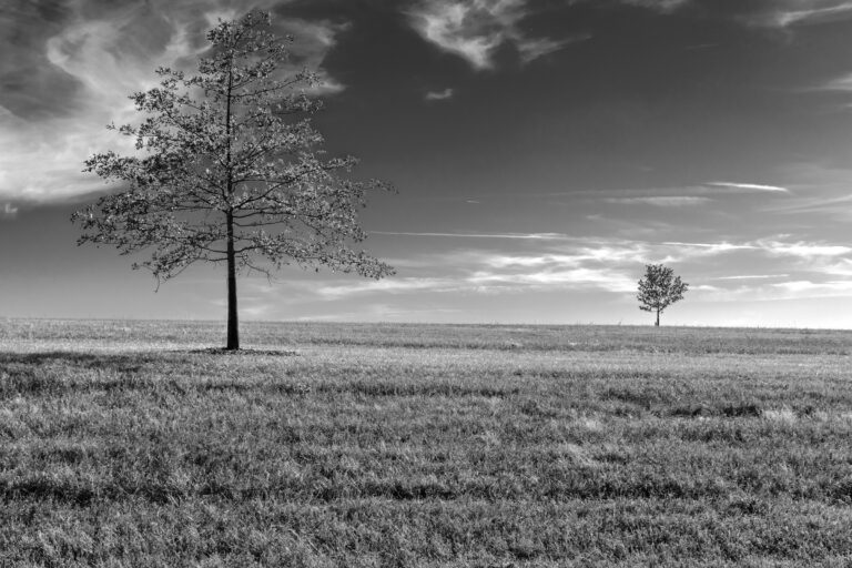 Open field and trees in Lenexa, Kansas