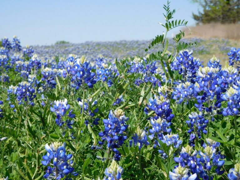 Field of bluebonnets in North Texas