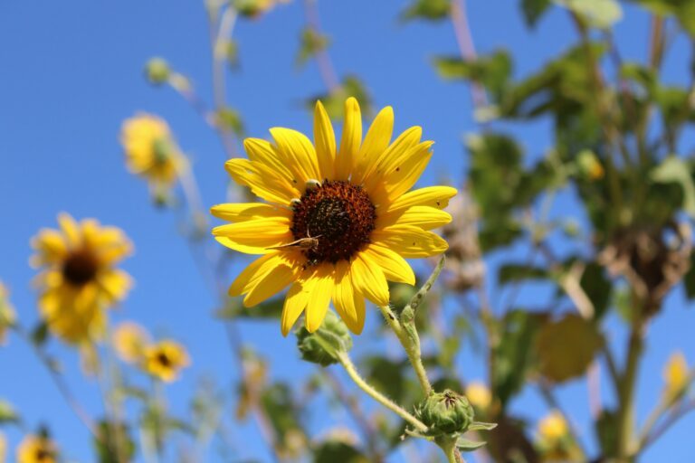 Sunflower against a blue sky in Olathe, Kansas
