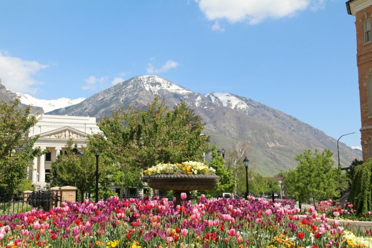 Spring flowers in downtown Provo with snow-capped mountains behind